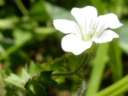 Geranium wakkerstroomianum flower